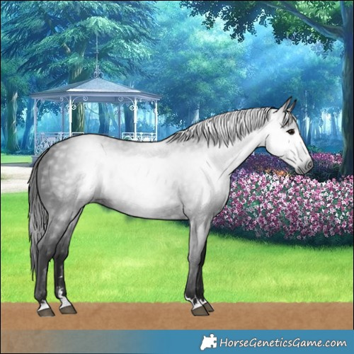 Horse Color:Gray Black 