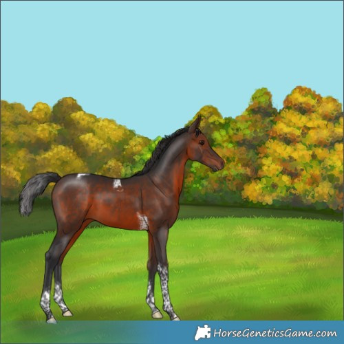Horse Color:Brown Tobiano 