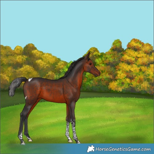 Horse Color:Brown Tobiano 