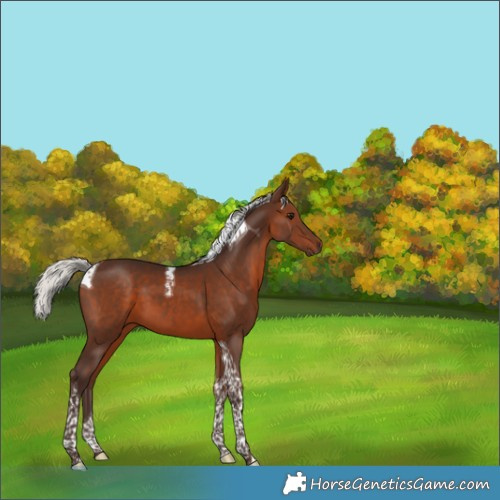 Horse Color:Silver Brown Tobiano 