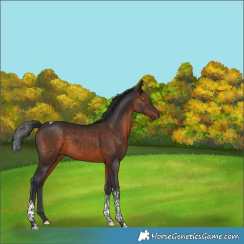 Horse Color:Brown Tobiano 