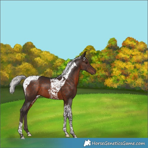 Horse Color:Silver Brown Tobiano 