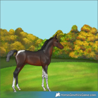 Horse Color:Brown Tobiano