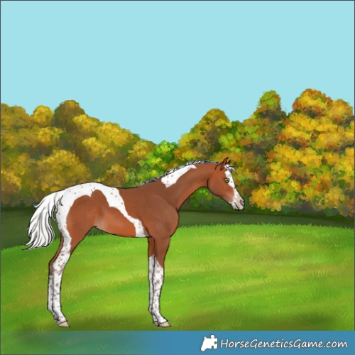 Horse Color:Silver Bay Splash Tobiano 