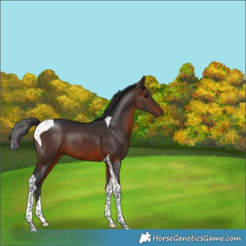 Horse Color:Brown Tobiano 