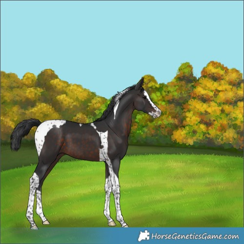 Horse Color:Brown Splash Tobiano