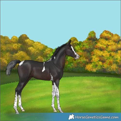 Horse Color:Brown Splash Tobiano 