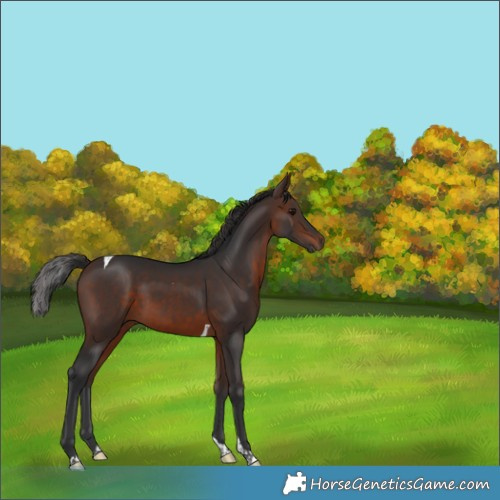 Horse Color:Brown Tobiano 