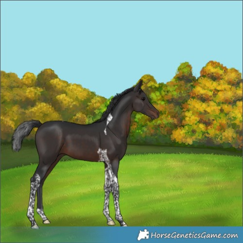 Horse Color:Brown Tobiano 