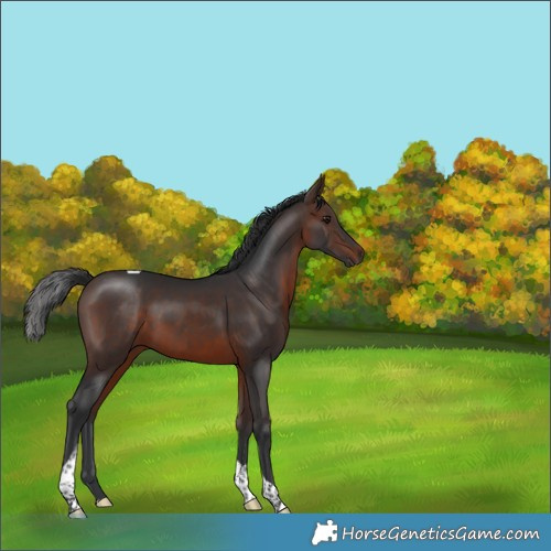 Horse Color:Brown Tobiano 