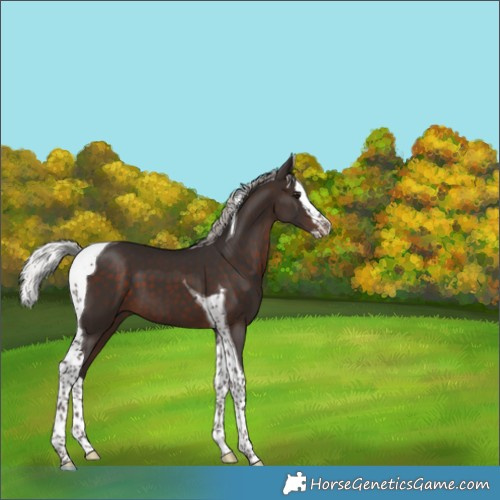 Horse Color:Silver Brown Splash Tobiano 
