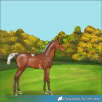 Horse Color:Silver Brown Tobiano Rabicano
