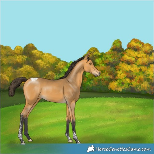 Horse Color:Buckskin Tobiano Rabicano 