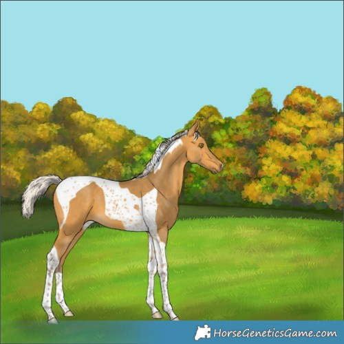Horse Color:Silver Buckskin Tobiano 