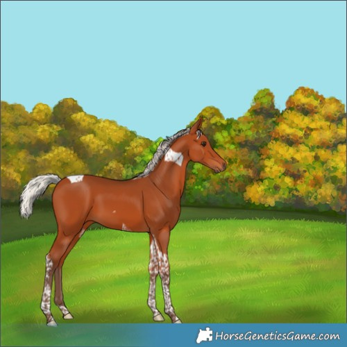Horse Color:Silver Bay Tobiano 
