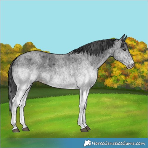 Horse Color:White Spotted Blue Roan 
