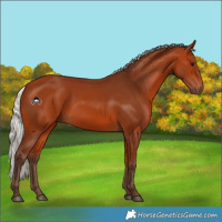 Horse Color:Silver Bay 