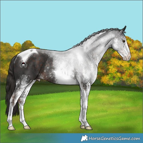 Horse Color:White Spotted Liver Chestnut Tobiano Rabicano 
