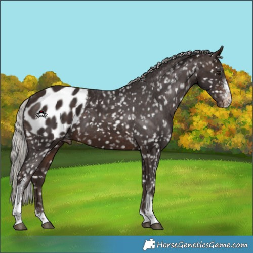 Horse Color:Silver Brown Sabino Tobiano Appaloosa 