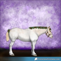 Horse Color:White Spotted Red Roan