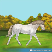 Horse Color:White Spotted Red Roan 