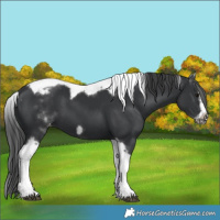 Horse Color:White Spotted Black Splash Tobiano Frame Appaloosa
