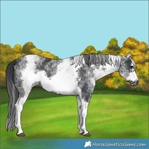 Horse Color:White Spotted Black Tobiano Frame