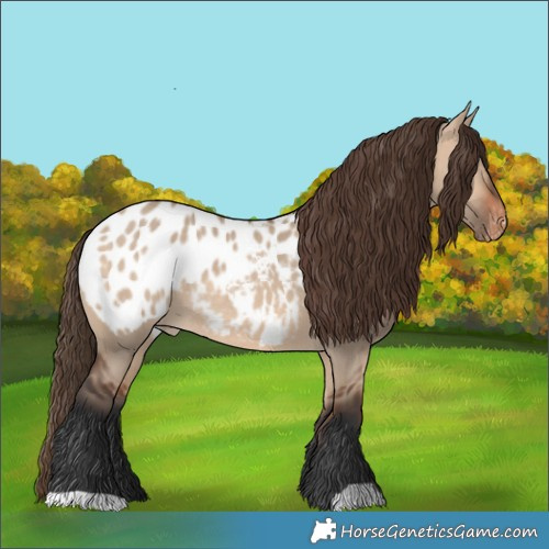 Horse Color:Bay Dun Appaloosa 