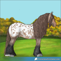 Horse Color:Bay Dun Appaloosa 