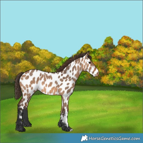 Horse Color:Bay Dun Appaloosa