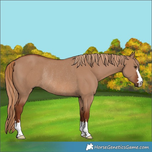 Horse Color:Red Dun Rabicano 
