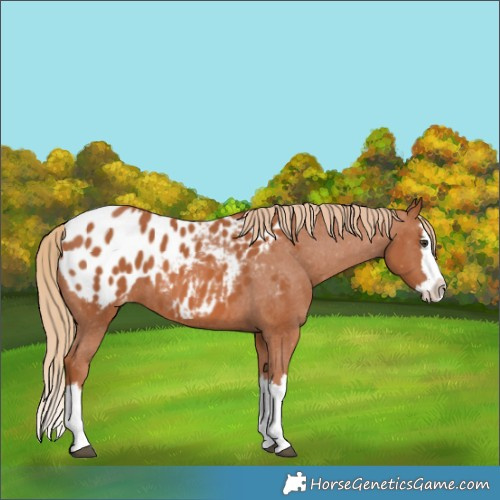 Horse Color:Chestnut Splash Appaloosa