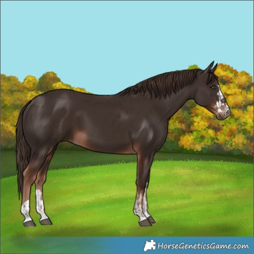 Horse Color:Liver Chestnut and Liver Chestnut