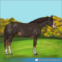 Horse Color:Liver Chestnut and Liver Chestnut