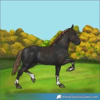 Horse Color:Liver Chestnut and Gray Liver Chestnut