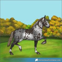 Horse Color:Liver Chestnut  and Gray Liver Chestnut 