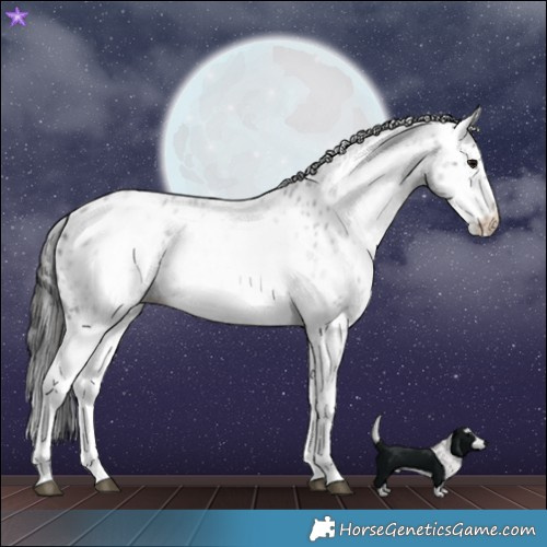 Horse Color:White Spotted Blue Roan Splash Frame Leopard