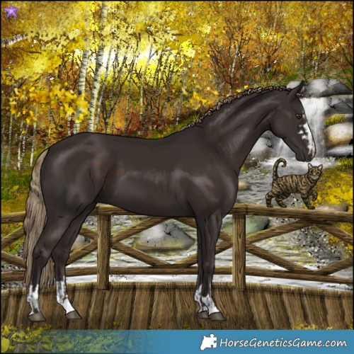 Horse Color:Liver Chestnut  and Liver Chestnut 