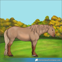 Horse Color:Red Dun 