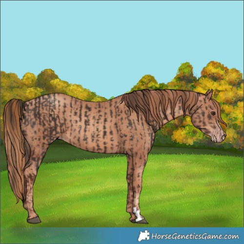 Horse Color:Liver Chestnut  and Gold Champagne 