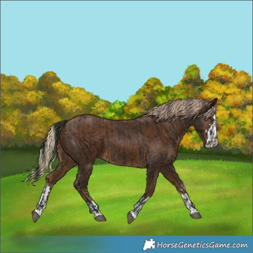 Horse Color:Liver Chestnut  and Chocolate Palomino 
