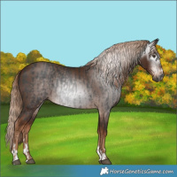 Horse Color:Gray Liver Chestnut  and Gray Chestnut 