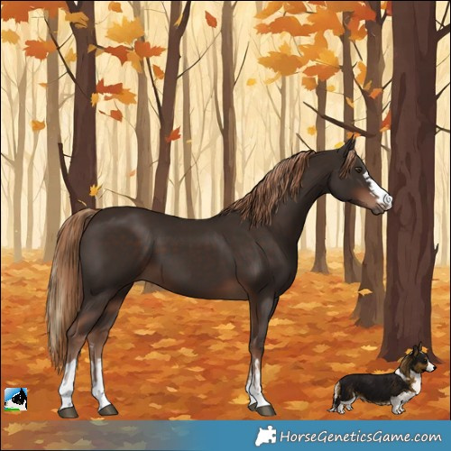 Horse Color:Liver Chestnut  and Liver Chestnut 
