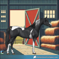 Horse Color:Black Tobiano Rabicano 