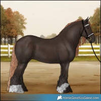 Horse Color:Liver Chestnut  and Liver Chestnut 