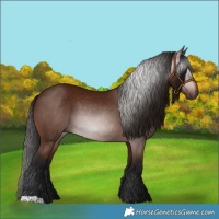 Horse Color:Gray Bay 
