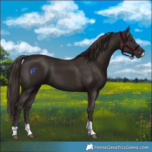 Horse Color:Liver Chestnut  and Liver Chestnut 