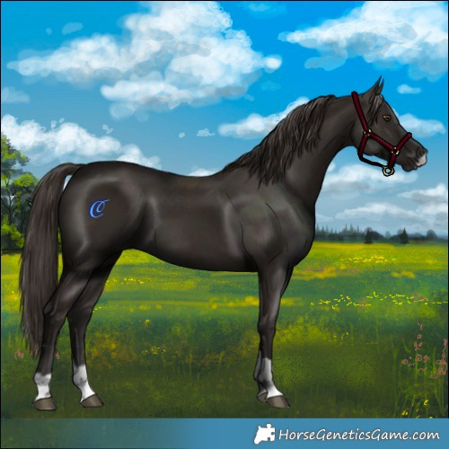 Horse Color:Liver Chestnut  and Liver Chestnut 