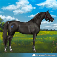Horse Color:Liver Chestnut  and Liver Chestnut 