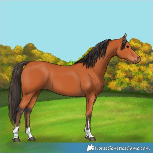 Horse Color:Bay 